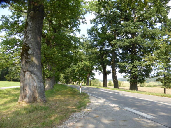 Graf-Toerring-Eichenallee von Seefeld nach Weßling