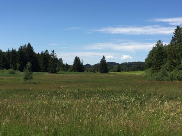 Moorlandschaft bei Reutberg