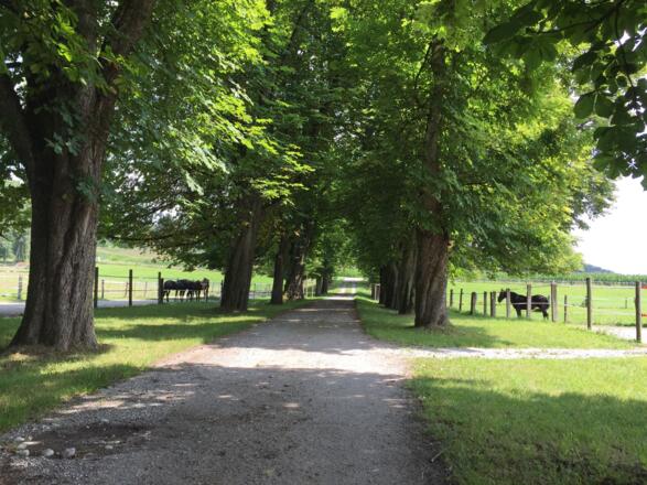 Pferdegestüt in Falkenberg