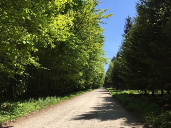 Forstweg Richtung Wolferberg