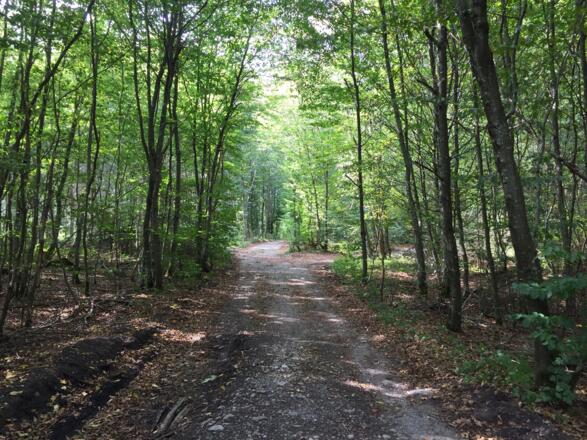 Weg zum Wörthsee holprig