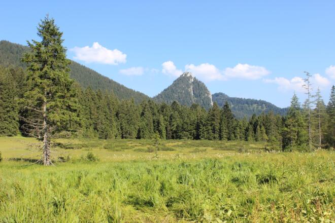 Hochmoor Schwarzentenn