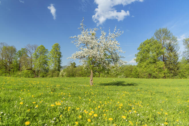 Blühender Baum in Lenggries