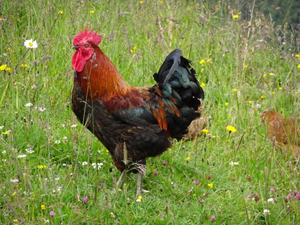 Prachtgockel an der Staffelalm