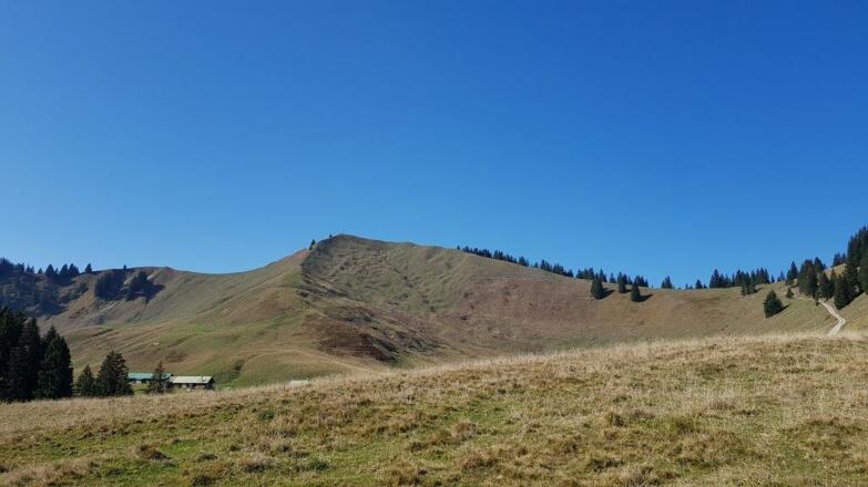 Seekarkreuz und Rauhalmen