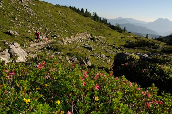 Premiumweg Gletscherblick Alpin
