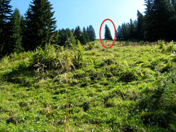 Die freie Fläche mit der markanten &quot;Fichte&quot; in der Mitte; unser nächstes Ziel!