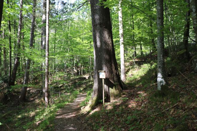 Weg zur Dainingsbach-Schlucht am Walchensee