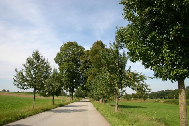Allee bei Hetzenberg.