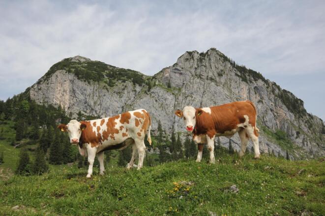 Blick zur Ross- und Buchstein