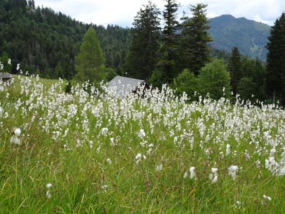 Wollgraswiese an der Kochler Alm