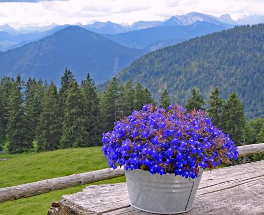 Blick von der Staffelalm: &quot;Blaues Land&quot;