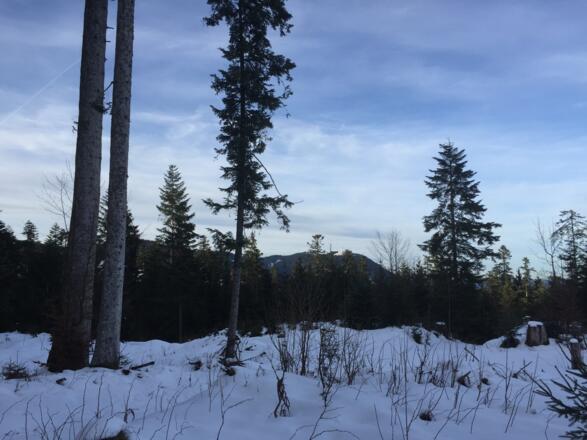 zwischen den Bäumen erspäht man den Zwiesel