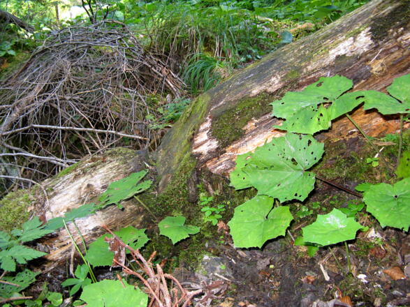 Markantes Wegzeichen: der eingekerbte Tritt!
