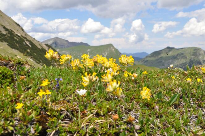 Am Kamm wachsen zahlreiche Alpenblumen, wie hier der Wundklee