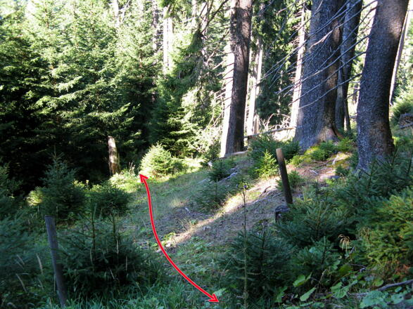 An der rechten Seite der Windwurffläche (Blick geht von oben nach unten) in Höhe des Jägerstands!