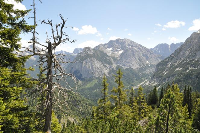 Durch wilden Bergwald mit dem Karwendelmassiv (hier die Falkengruppe und Lalidererwände) im Rücken steigt man auf.