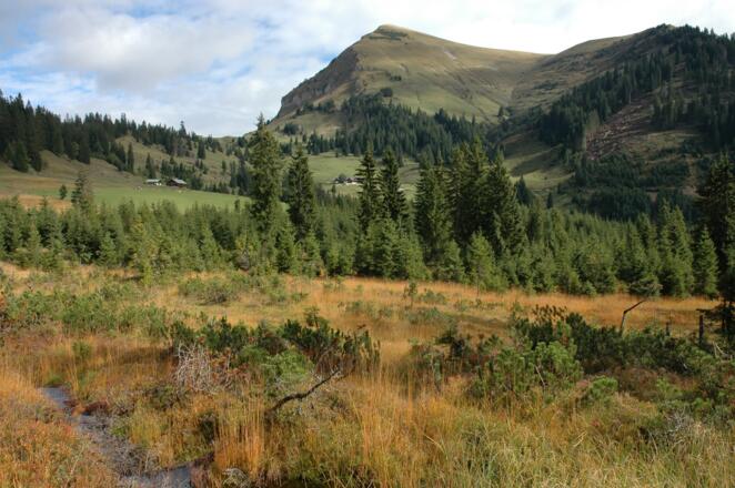 Vorbei an Moorflächen hinab ins Bächental