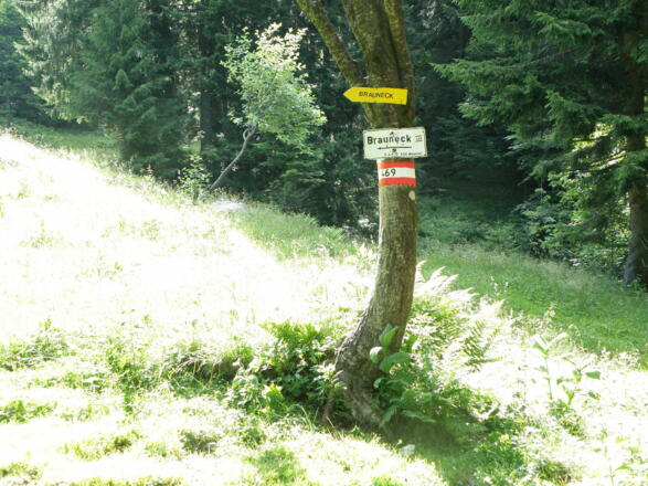 Wir verlassen den Hochwald