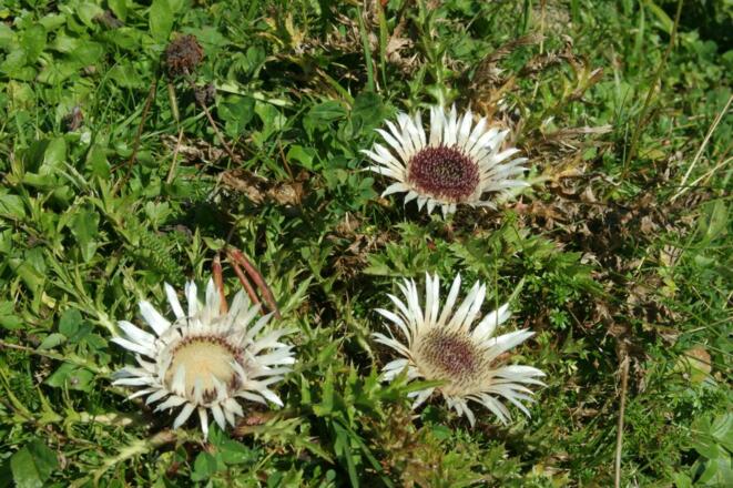Silberdisteln auf der Almwiese