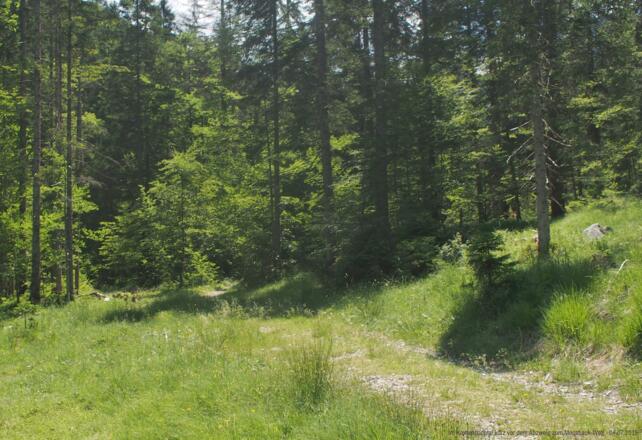 Im Krottenbachtal kurz vor dem Abzweig ins Moosbachtal