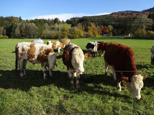zwischen Bichl und Benediktbeuern