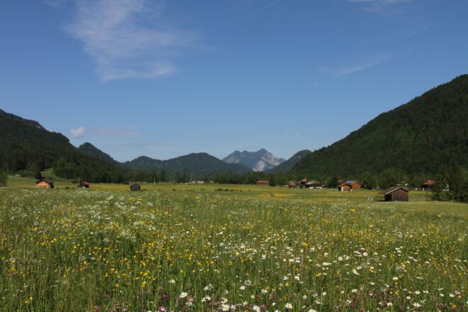 Bühende Wiesen in der Jachenau mit Blick auf den Herzogstand