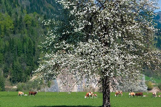 Laufrunde in der Plankenau