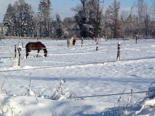 winter_am_simssee_mit_pferd