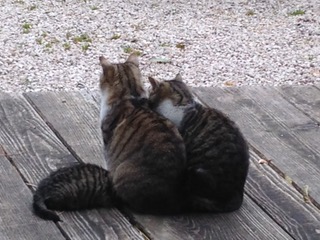 katzen_glück_beim danner