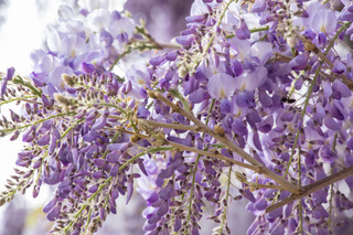 glyzinienrausch_beim_ danner_im_chiemgau