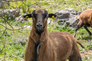 kamerunschaf_beim_ danner_in_oberbayern