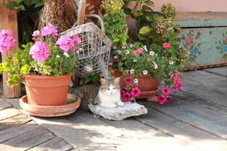 bayrische_sphinx_beim_danner