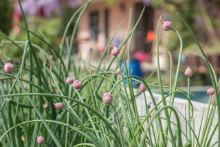 schnittlauch_impression_beim_ danner