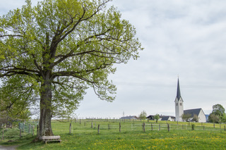unsere_eiche_mit_der_neukirchener_kirche