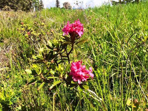 im Juni blühen die Almrosen auf der Obergassalm