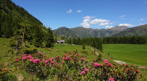 Hirschgrubenalm