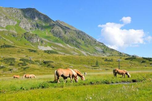 Plattenspitze