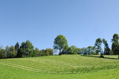 Eckwald