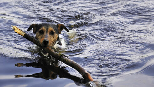 Baden mit Hund