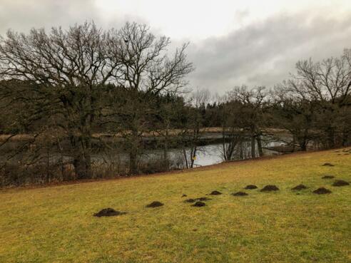 Badeplatz am Buchsee