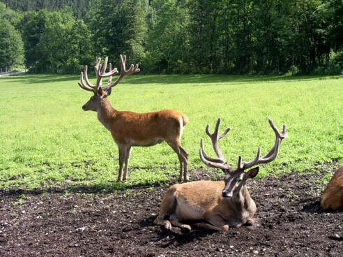 Hirschgehege Baumschlagerreit 724 m