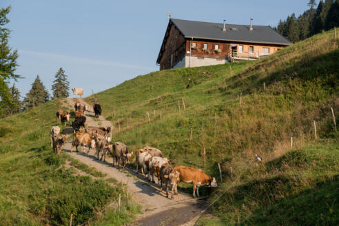 Alpe Untere Hinteregg