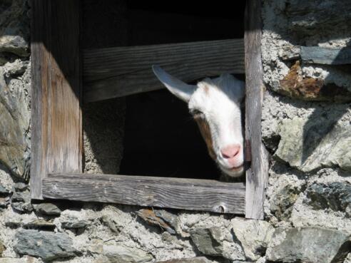 Eine neugierige Ziege in der Ochsenbodenhütte