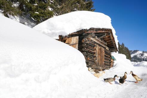 Enten genießen die Wintersonne