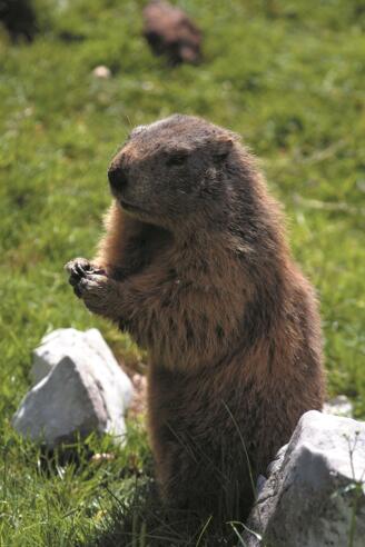 Naturerlebnisweg Bachlalm