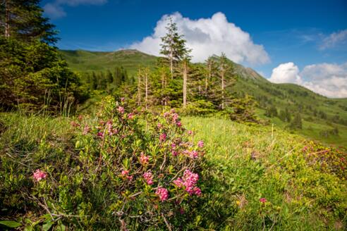 Alpenrosen im Wandergebiet