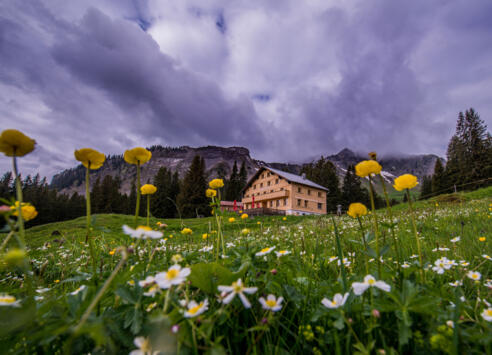 Edelweiß am Öberle c Fred Böhringer