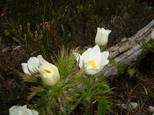 Frühlingsblumen am Weg