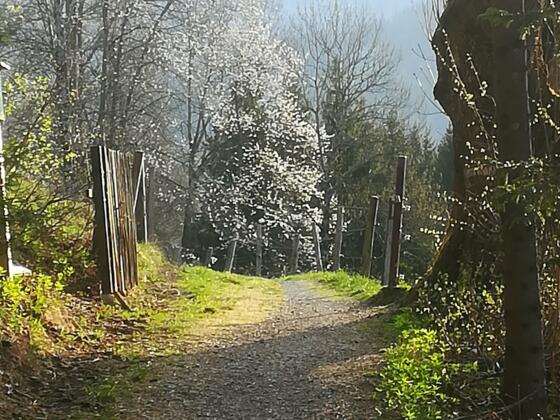 Kirschblüte am Höhenweg